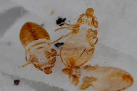 bed bug