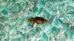 Bed Bugs