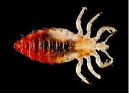 bed bug 2