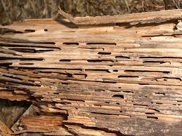 Carpenter ants shuttle nest