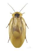 Surinam Cockroach