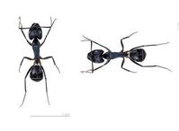 Carpenter Ants