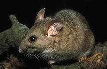 Deer Mice
