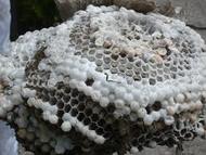 Hornet nest