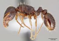 Ants